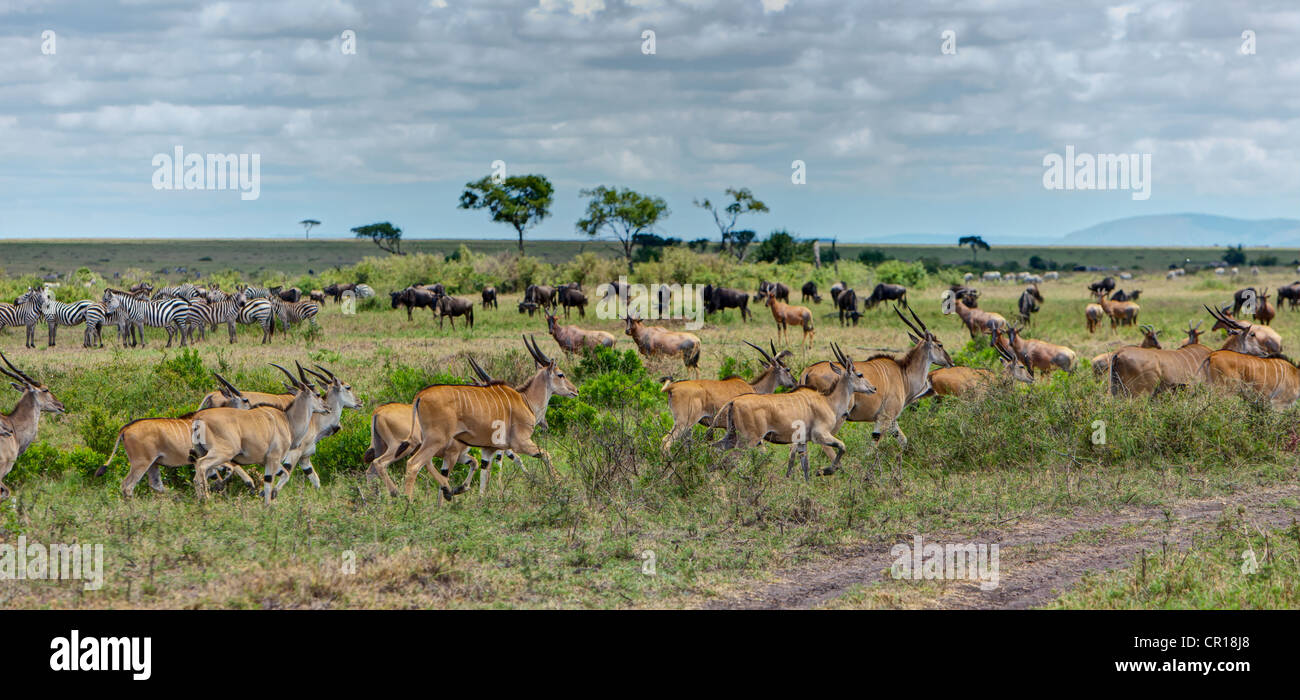 Herds of Eland Antelopes (Taurotragus oryx), Zebras (Equus quagga) and Blue Wildebeest (Connochaetes taurinus) Stock Photo