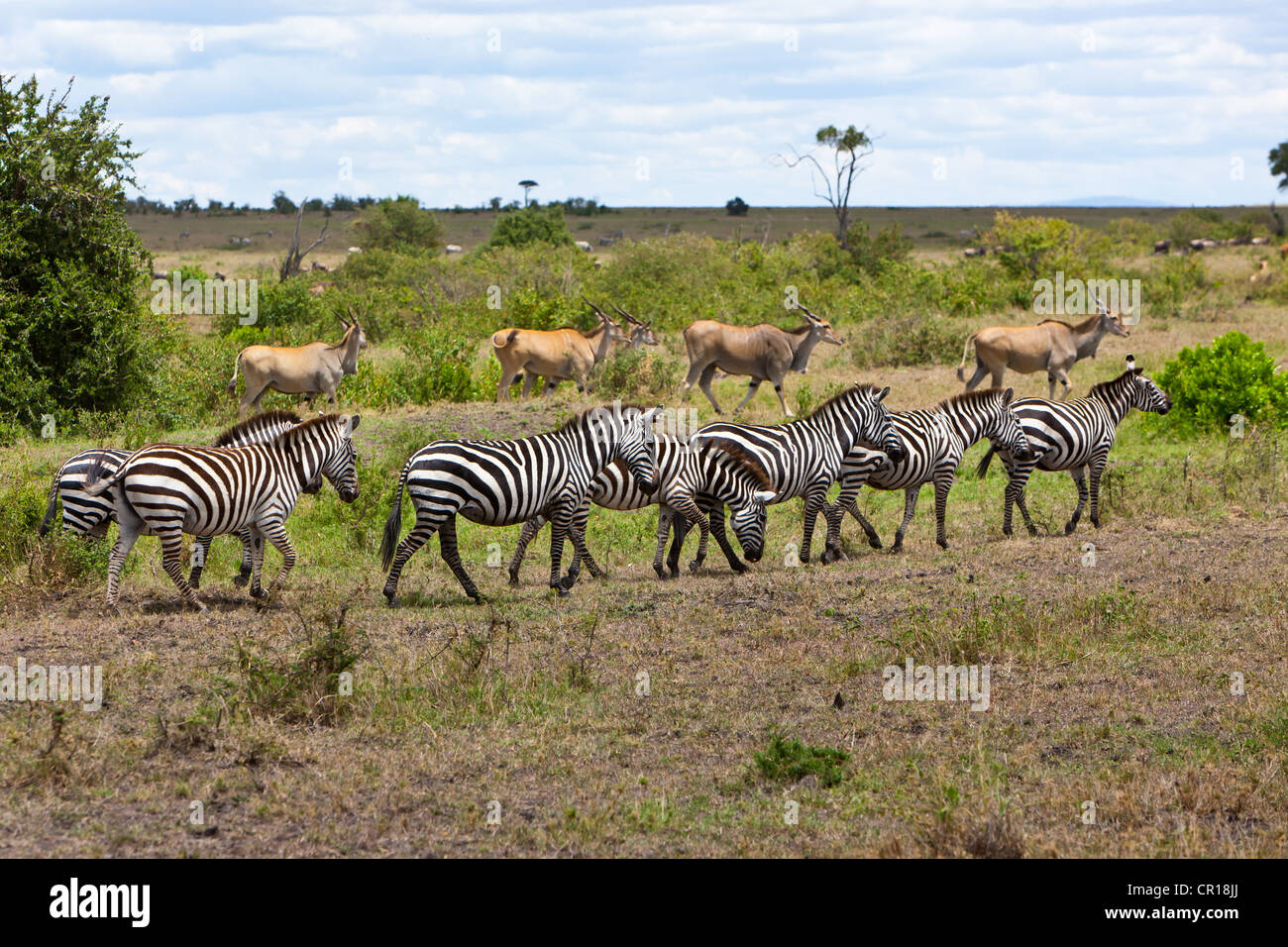 Herds of Eland Antelopes (Taurotragus oryx) and Zebras (Equus quagga), Masai Mara National Reserve, Kenya, East Africa, Africa Stock Photo