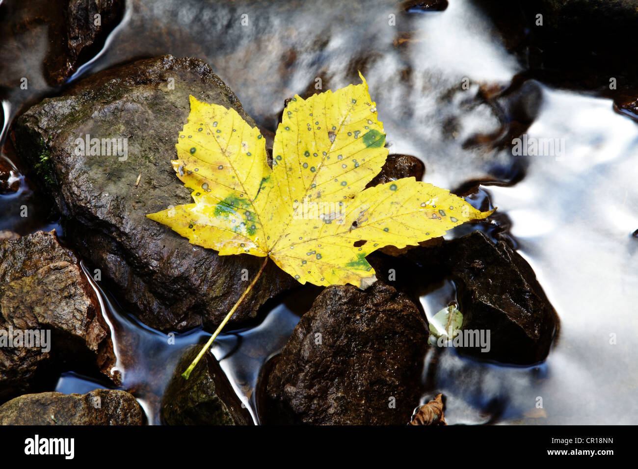 Maple leave (Aceraceae) lying on rock in a creek in Wutachschlucht ravine in the Black Forest, Baden-Wuerttemberg Stock Photo
