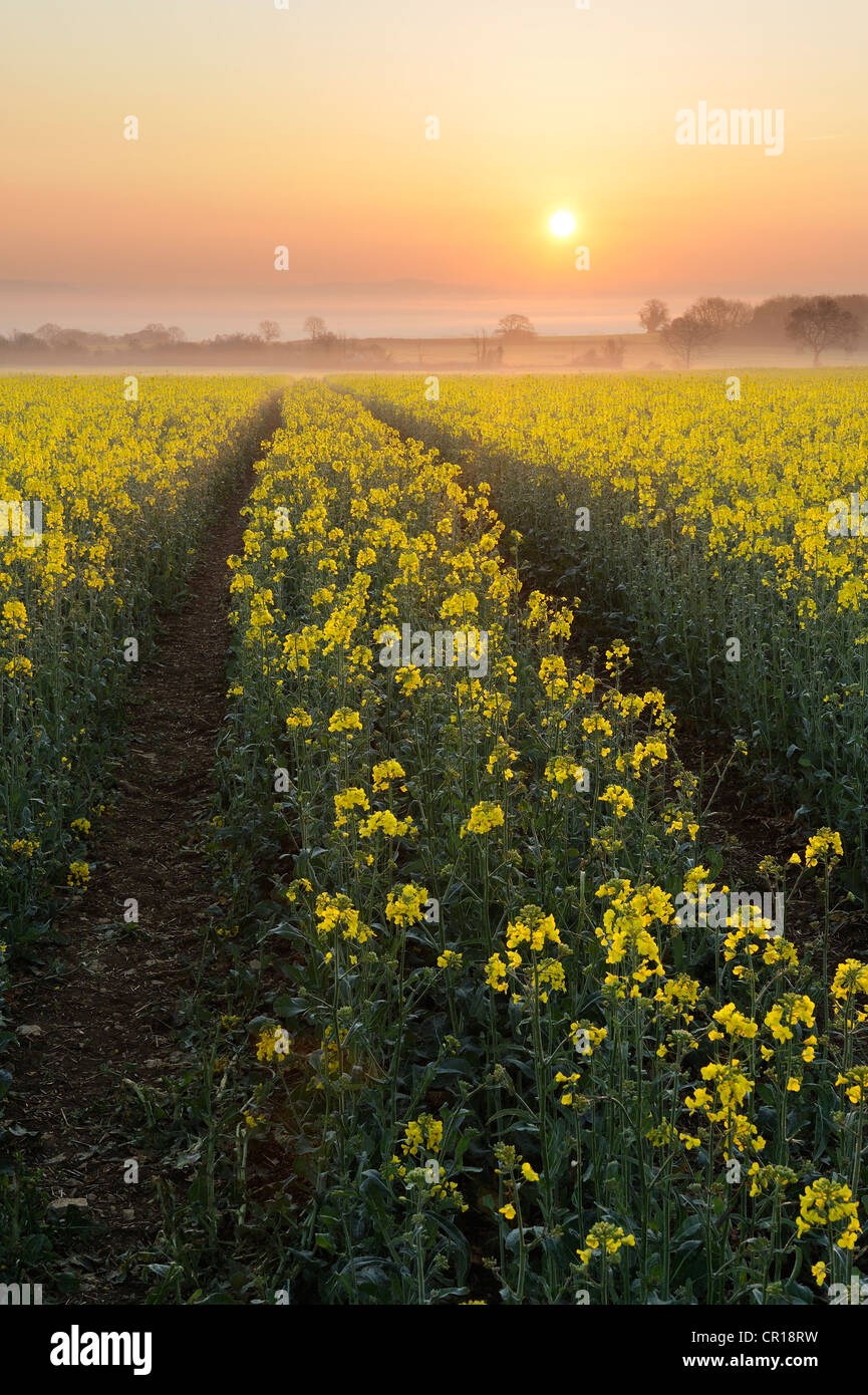 A colourful rapeseed (Brassica napus) field early in the morning. Somerset Levels, UK. Stock Photo