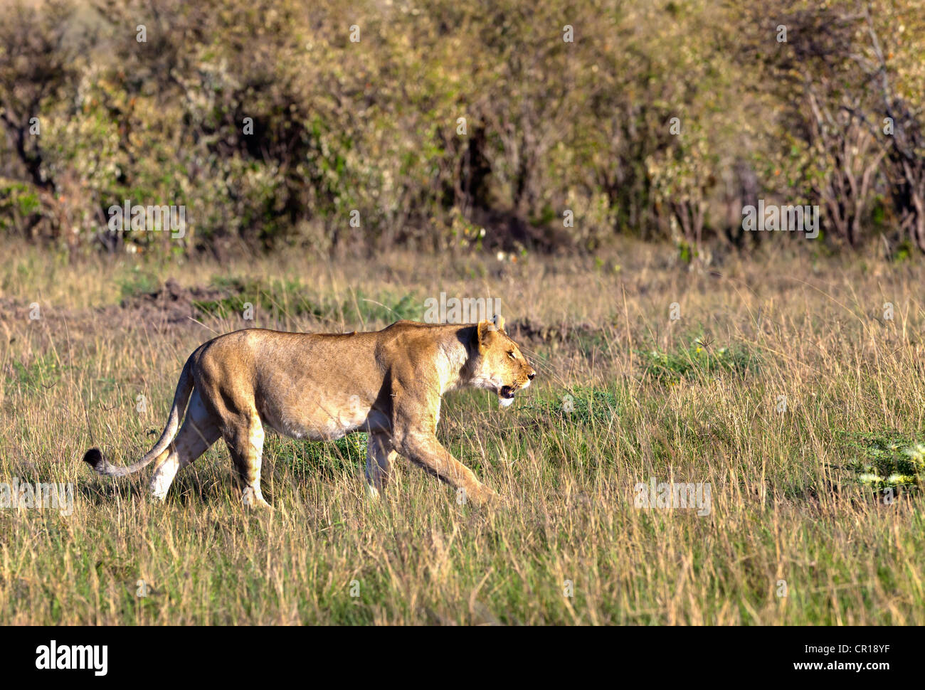 Old Lioness (Panthera leo) on the prowl, Masai Mara National Reserve, Kenya, East Africa, Africa, PublicGround Stock Photo