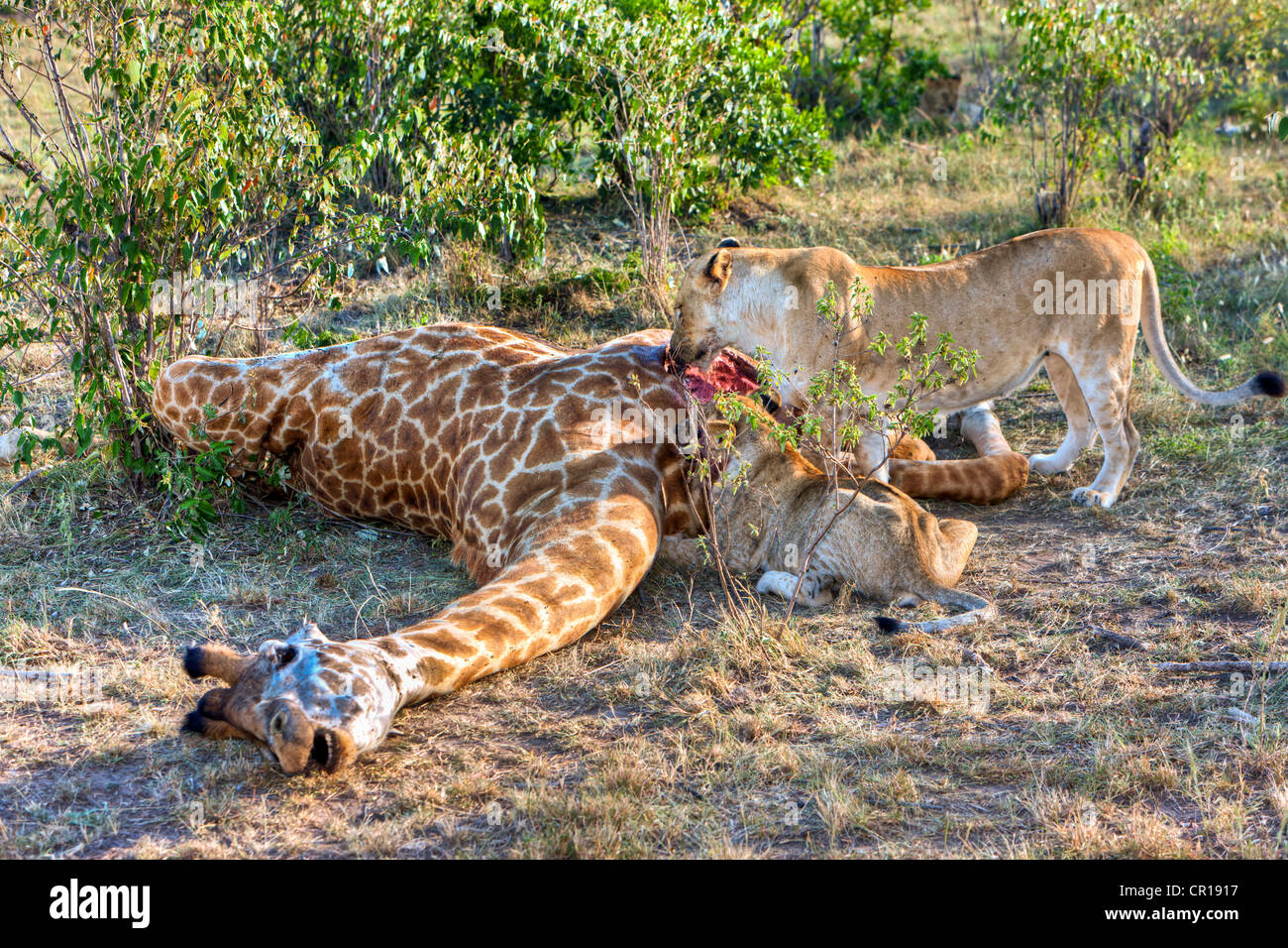 Pride of Lions (Panthera leo) feeding on a giraffe, Masai Mara National Park, Kenya, East Africa, Africa, PublicGround Stock Photo