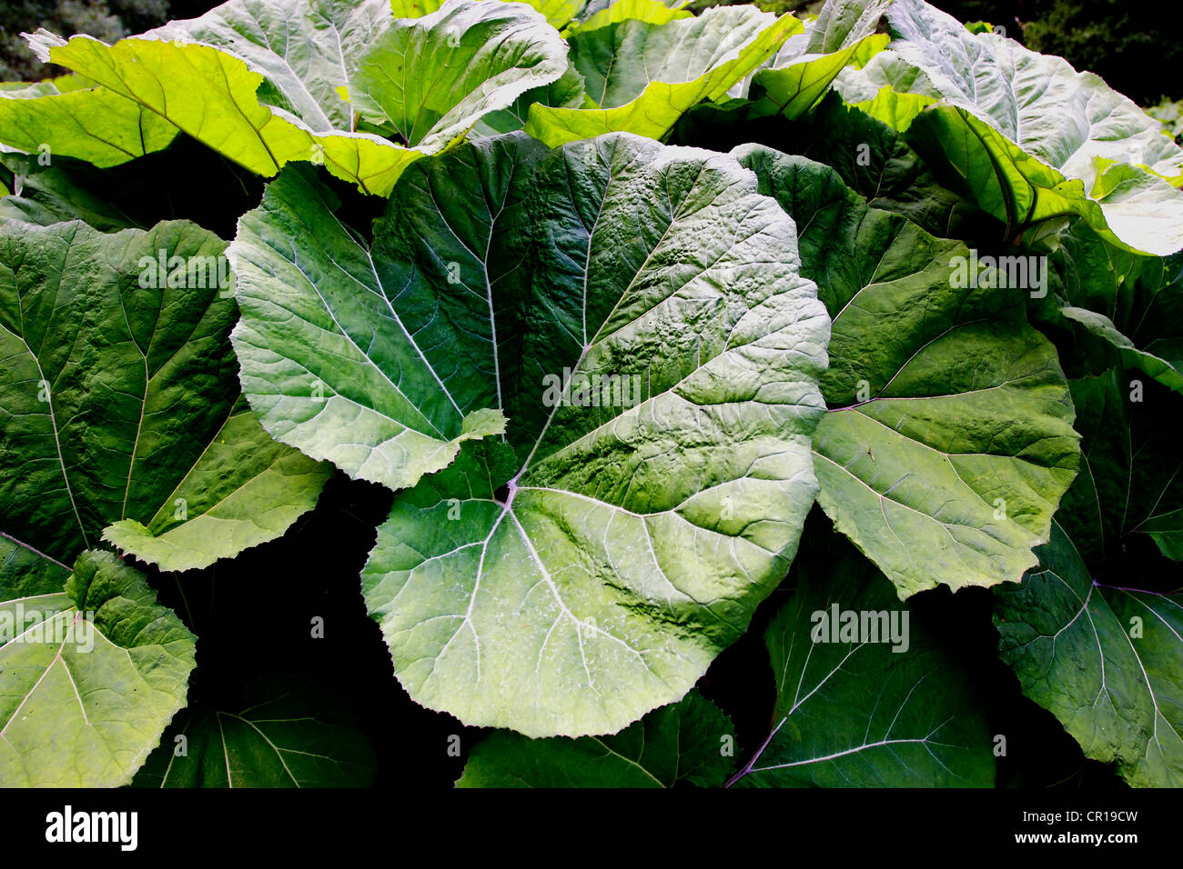 Large Butterbur (Petasitidis folium) leaves in the Wutach Gorge, Black Forest, Baden-Wuerttemberg, Germany, Europe Stock Photo