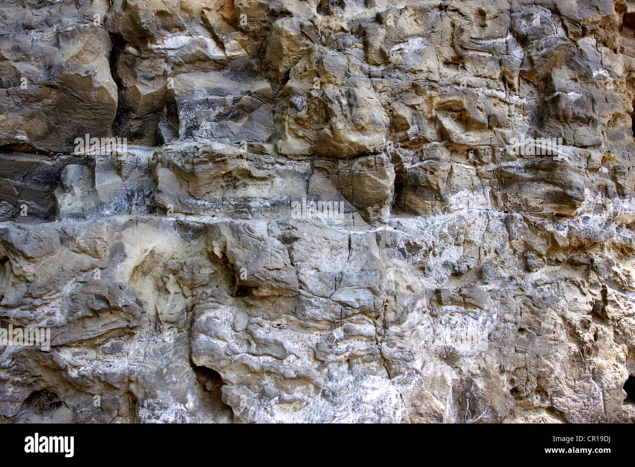 Upper Muschelkalk, shellbearing limestone rock in the Wutach Gorge Nature Reserve, Black Forest, Baden-Wuerttemberg Stock Photo