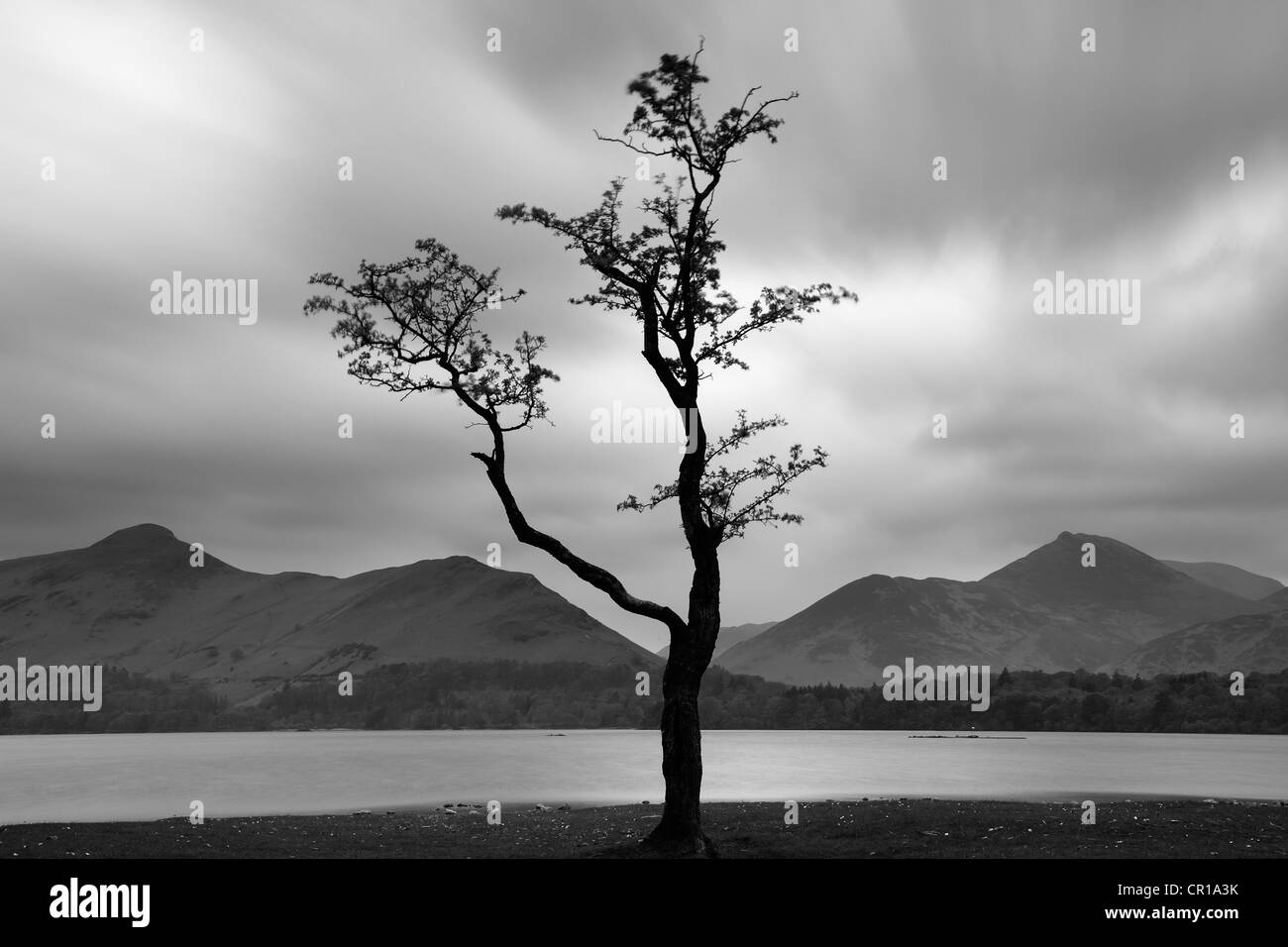 A lone tree on the banks of Derwent Water with the Derwent Fells in the