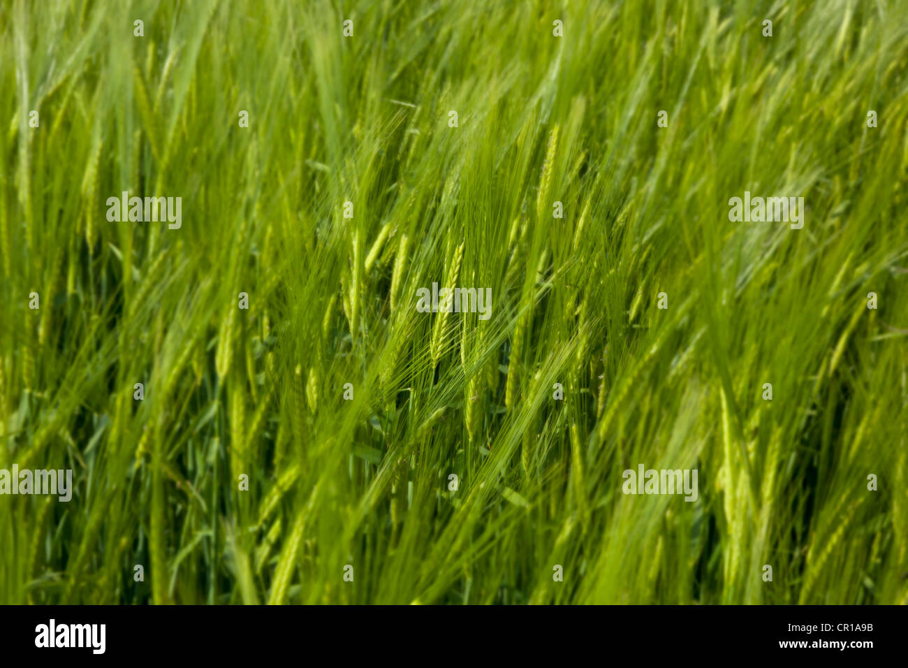 Close up of wheat crop in field not yet ready for harvest, England Stock Photo