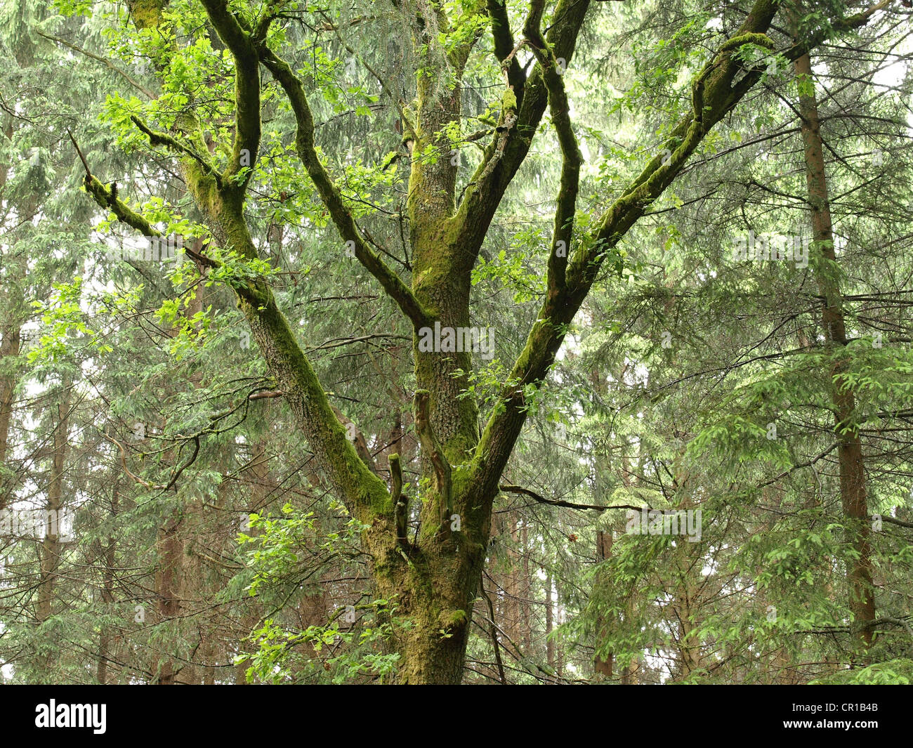 oak tree with mossy log / Eichenbaum mit bemoostem Stamm Stock Photo