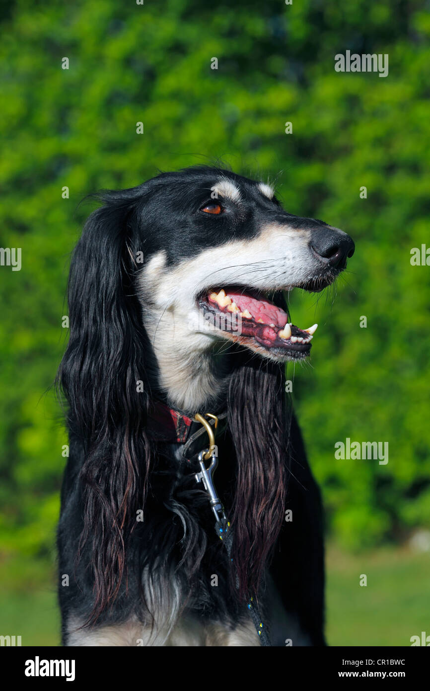 Saluki, Royal Dog of Egypt or Persian Greyhound (Canis lupus familiaris