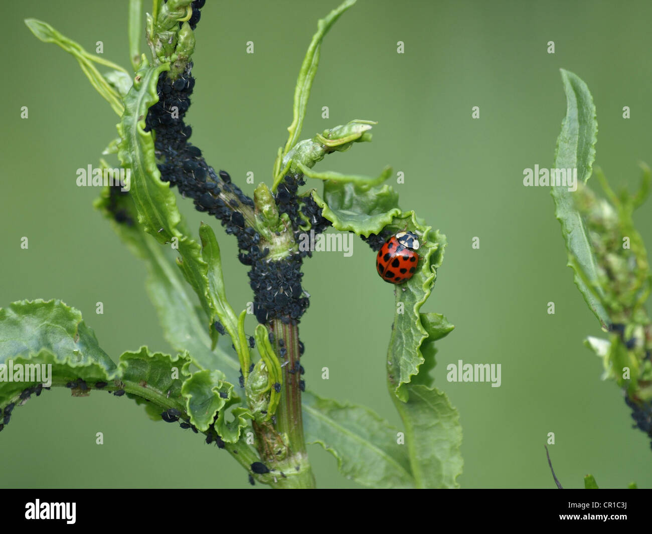 ladybird with blackflies, black bean aphids on a plant / Marienkäfer mit schwarzen Bohnenläusen an einer Pflanze Stock Photo