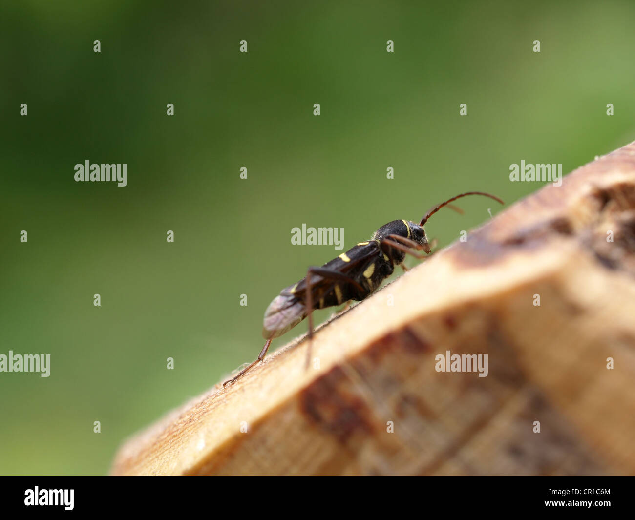 wasp beetle / Clytus arietis / Echter Widderbock Stock Photo