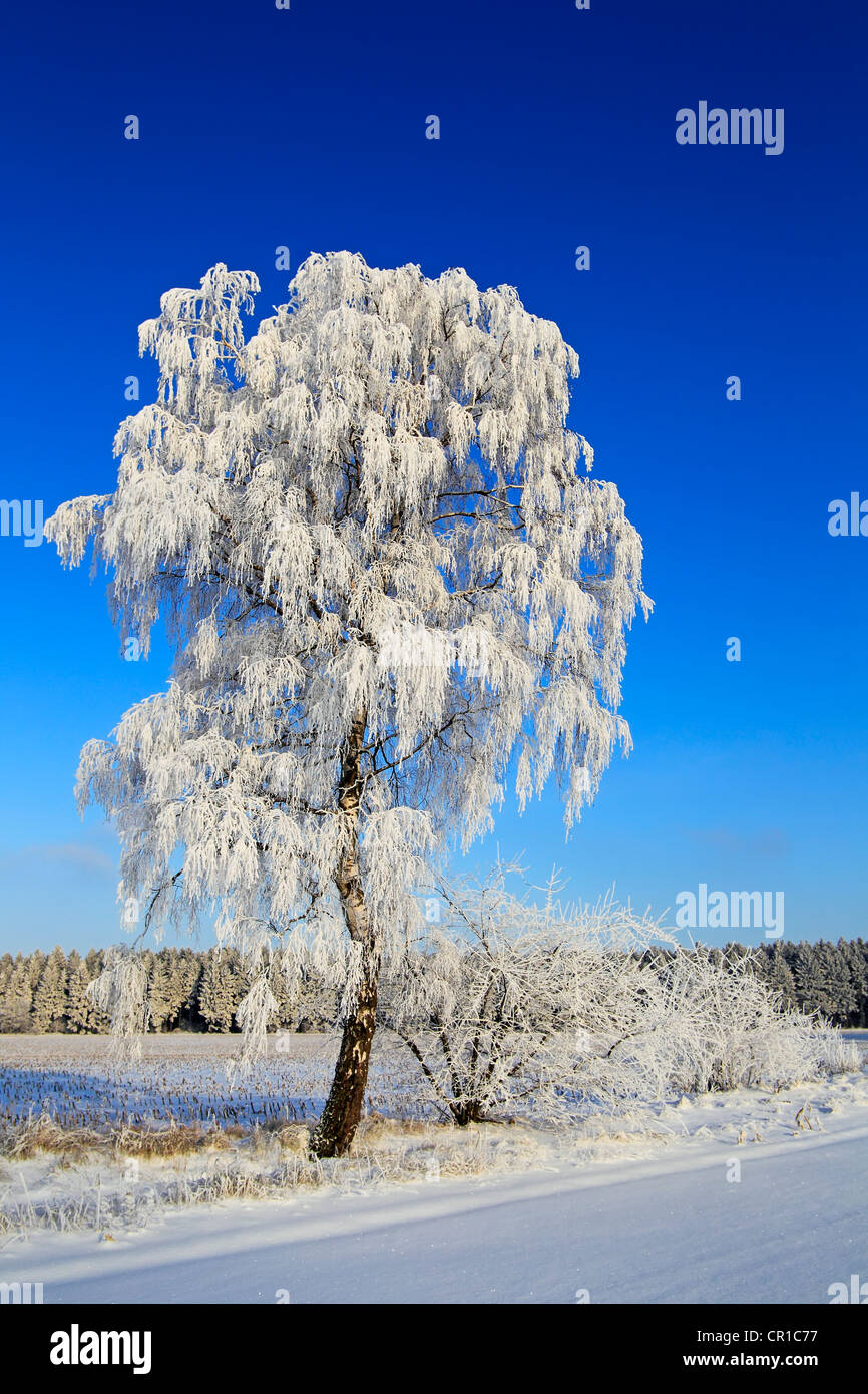 Frost-covered birch tree in a snow-covered landscape in winter, Schleswig-Holstein, Germany, Europe Stock Photo