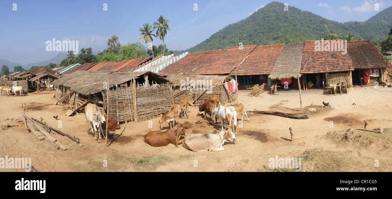 Homes and cattle of a tribal village in Orissa, India Stock Photo