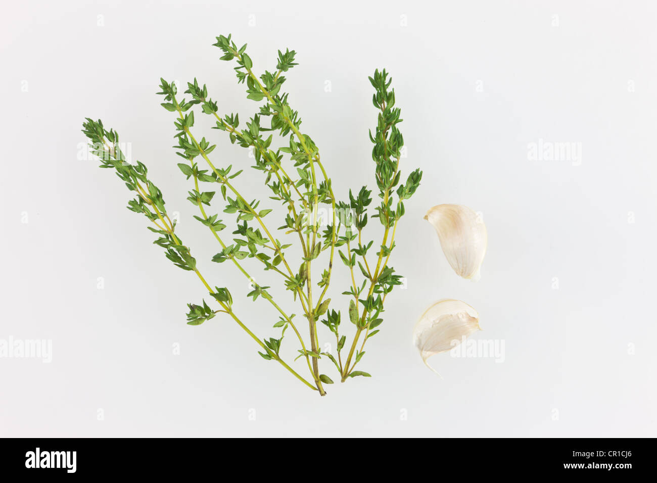 Thyme (Thymus vulgaris), with garlic Stock Photo