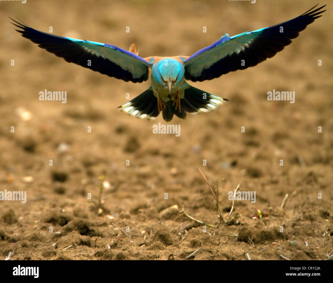 Rarest Bird In The World Top 10
