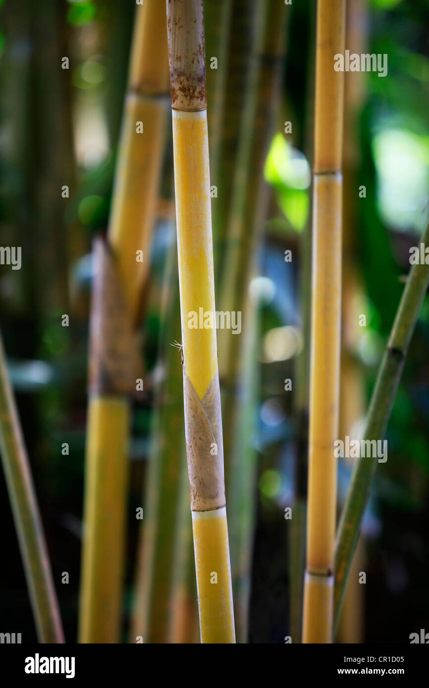 Bamboo trees. Bali. Indonesia Stock Photo Alamy