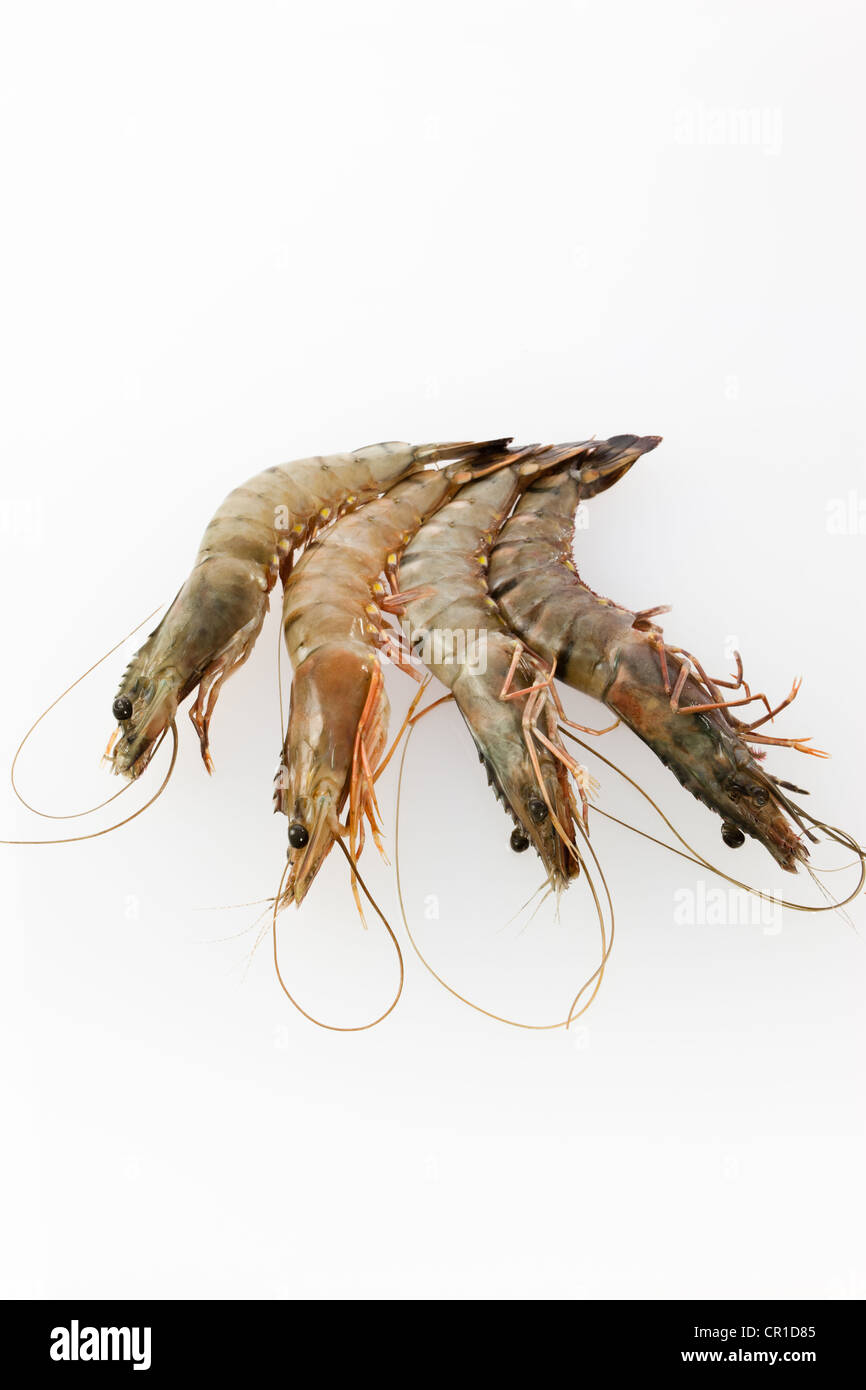 Raw Black Tiger Prawns (Penaeus monodon), shrimp ready for preparation Stock Photo