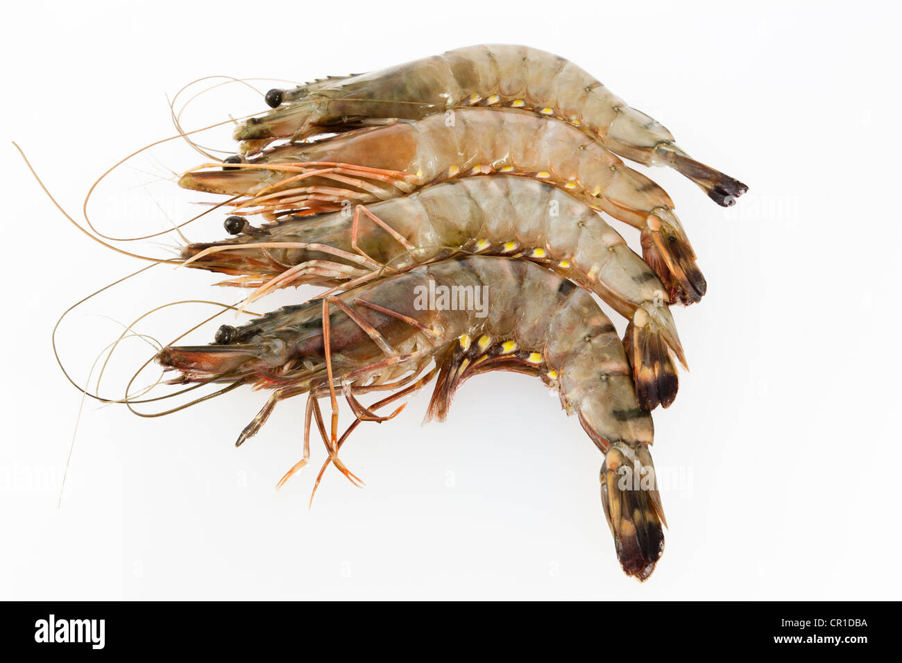 Raw Black Tiger Prawns (Penaeus monodon), shrimp ready for preparation Stock Photo