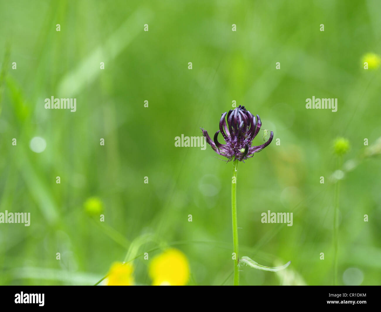 wildflower meadow with Roundheaded Rampion Round-headed Rampion / Phyteuma orbiculare / Kugelige Teufelskralle Stock Photo