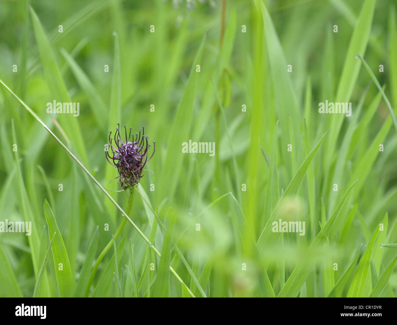 wildflower meadow with Roundheaded Rampion Round-headed Rampion / Phyteuma orbiculare / Kugelige Teufelskralle Stock Photo