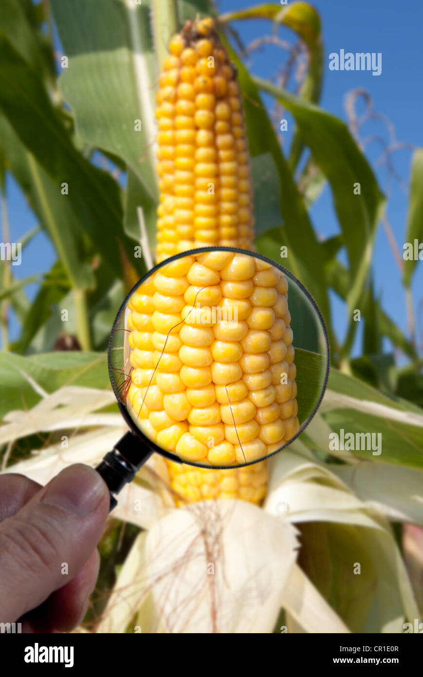 modified crops hires stock photography and images Alamy