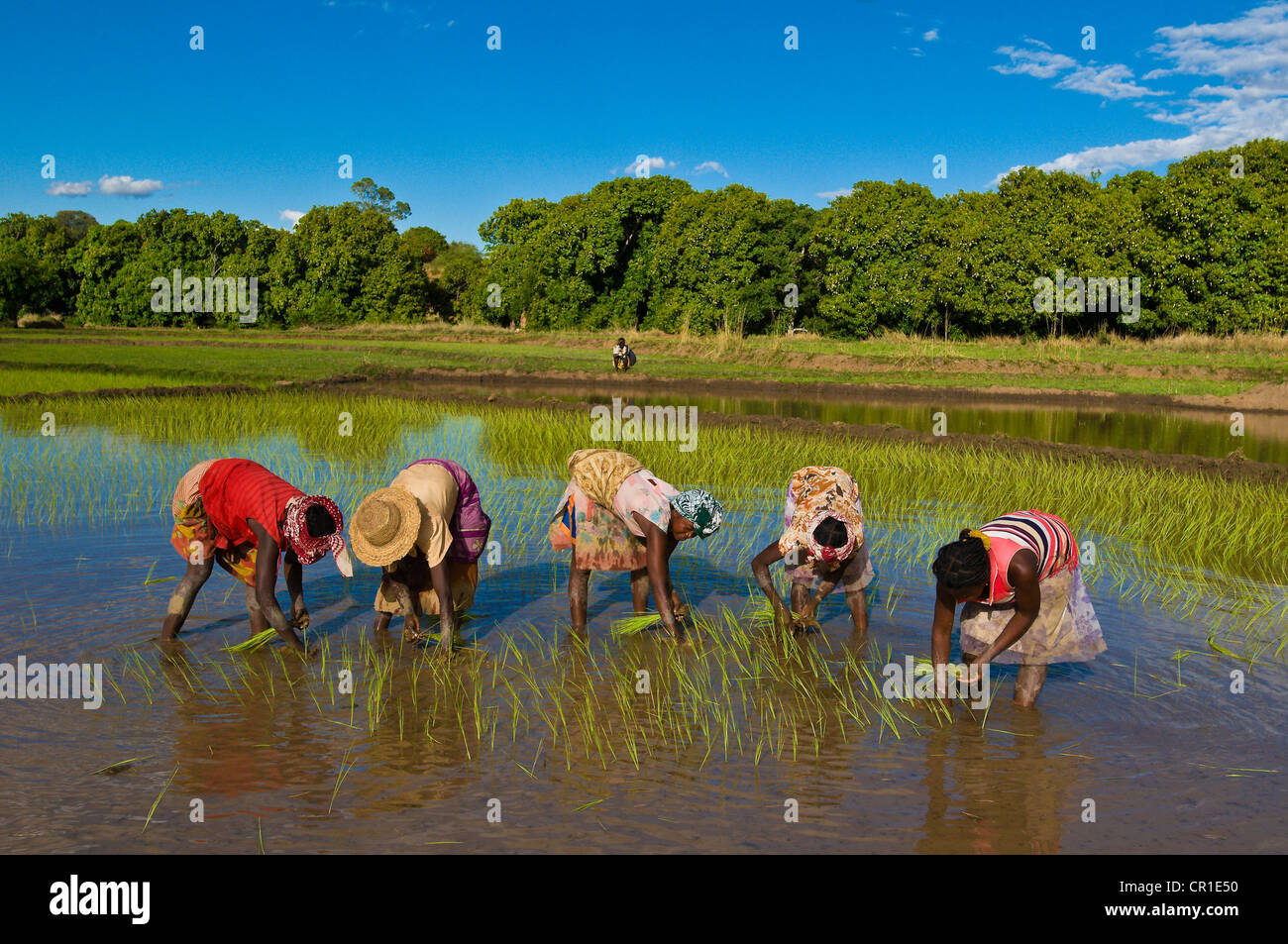 Madagascar, Central Highlands, former Province of Fianarantsoa, National 7  Road, Makilay village, Nirina, Soa, Noro, Delina and Stock Photo - Alamy