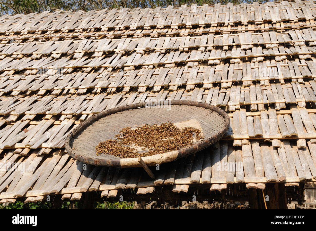 Tobacco drying on a  bamboo roof Ban Prane Northern Laos Stock Photo