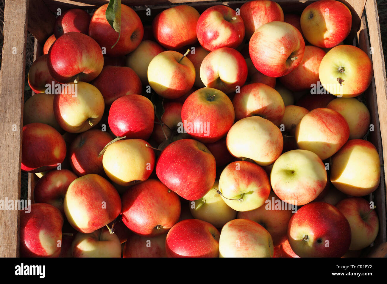 Apples in a crate, Oberschwarzach, Steigerwald, Lower Franconia, Franconia, Bavaria, Germany, Europe Stock Photo