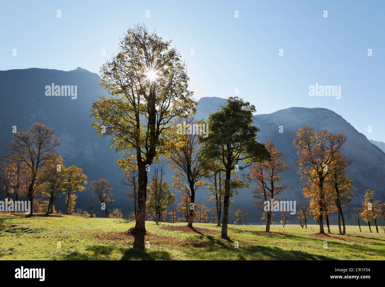 Autumnal trees, sycamore maple (Acer pseudoplatanus), Grosser Ahornboden, pasture with maple trees, Eng-Tal valley, Risstal Stock Photo