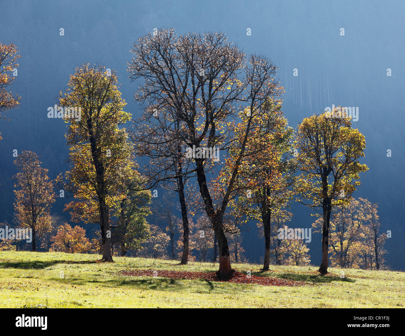 Autumnal trees, sycamore maple (Acer pseudoplatanus), Grosser Ahornboden, pasture with maple trees, Eng-Tal valley, Risstal Stock Photo