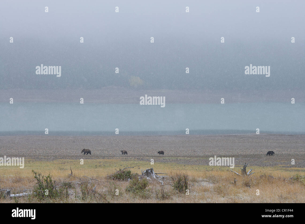 USA, Montana, Glacier National Park, Bears walking on prairie Stock Photo