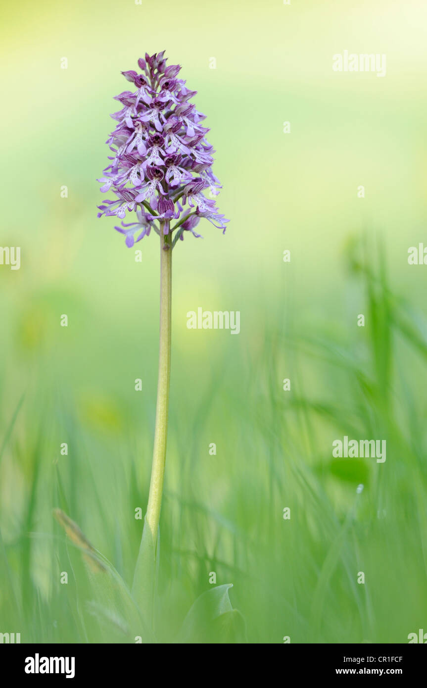 Hybrid of Lady orchid (Orchis purpurea) and Military Orchid (Orchis militaris) Stock Photo