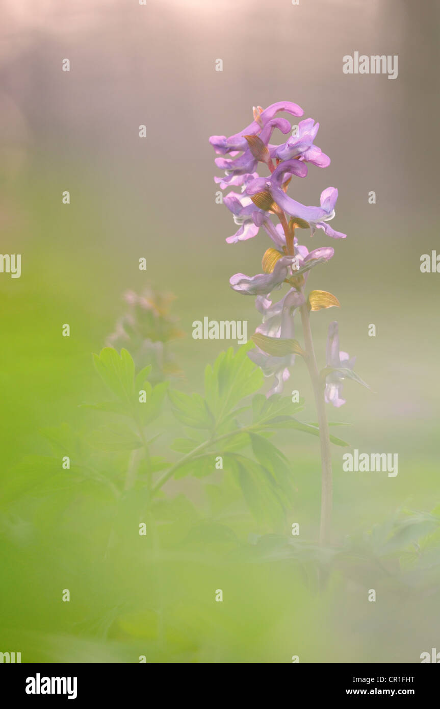 Bulbous Corydalis (Corydalis cava) Stock Photo