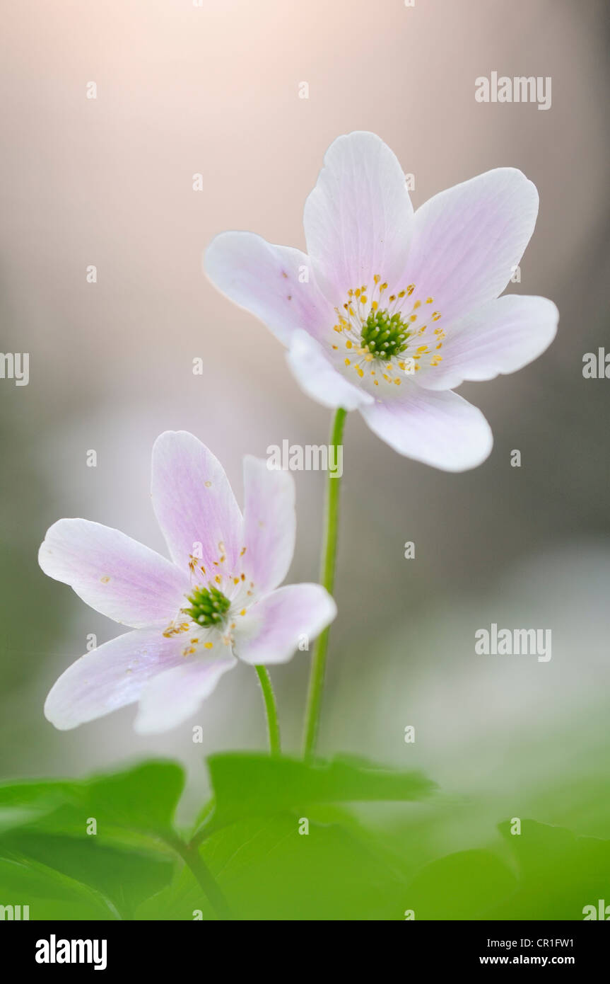 Wood Anemone (Anemone nemorosa) in Auwald forest near Leipzig, Saxony, Germany, Europe Stock Photo