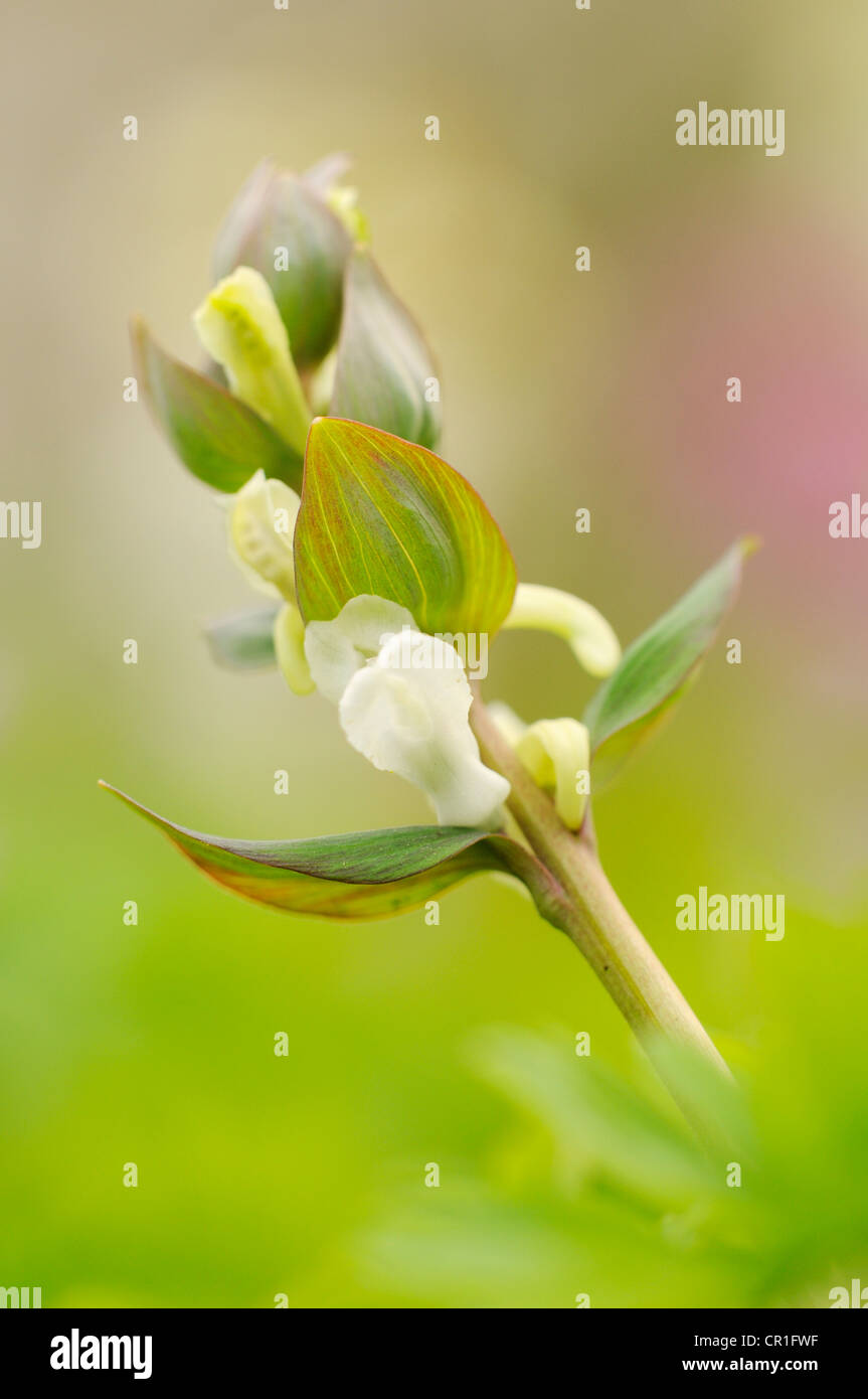 Bulbous Corydalis (Corydalis cava) in Auwald forest near Leipzig, Saxony, Germany, Europe Stock Photo