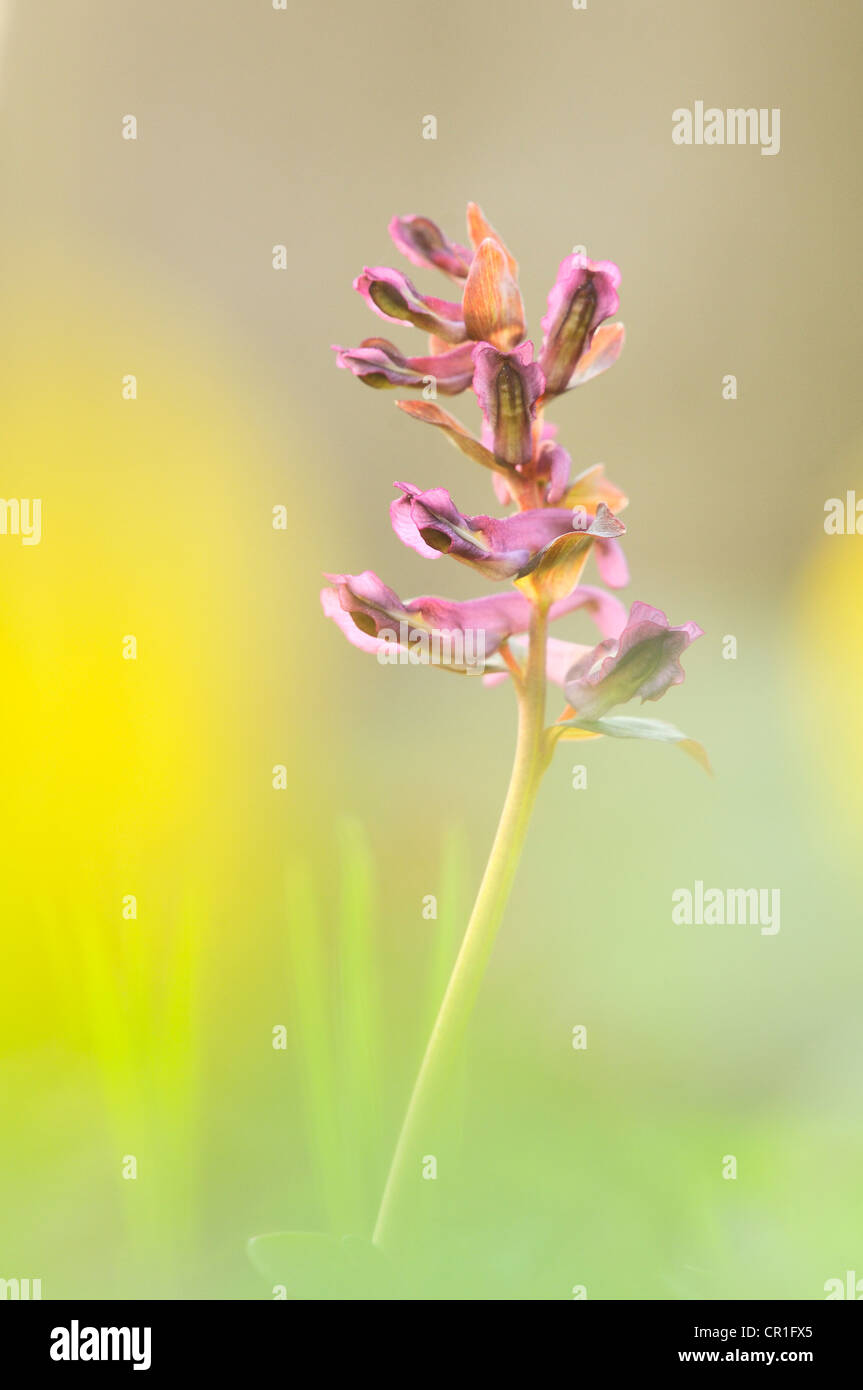 Bulbous Corydalis (Corydalis cava) Stock Photo