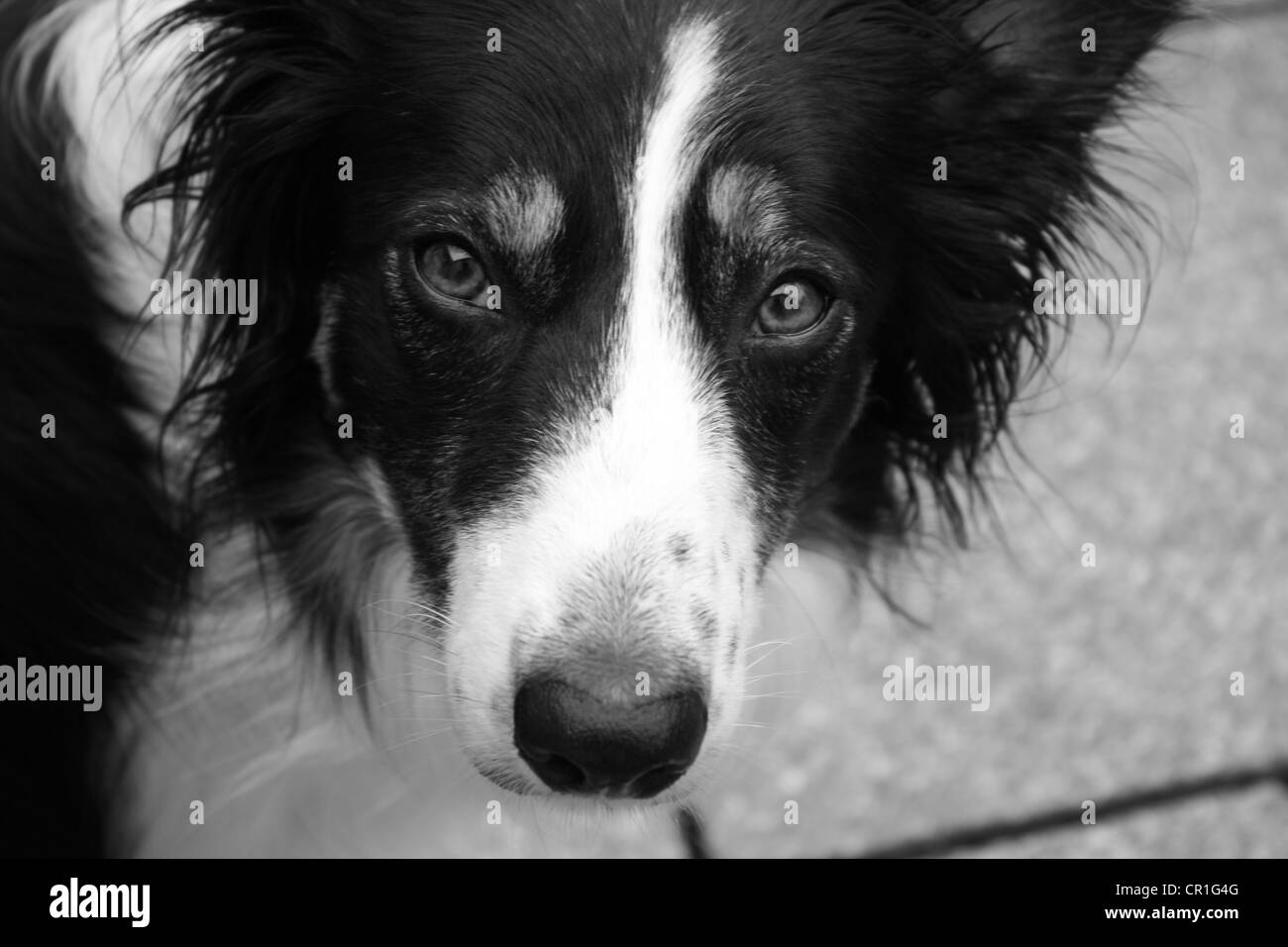 Black and white Border collie dog Stock Photo