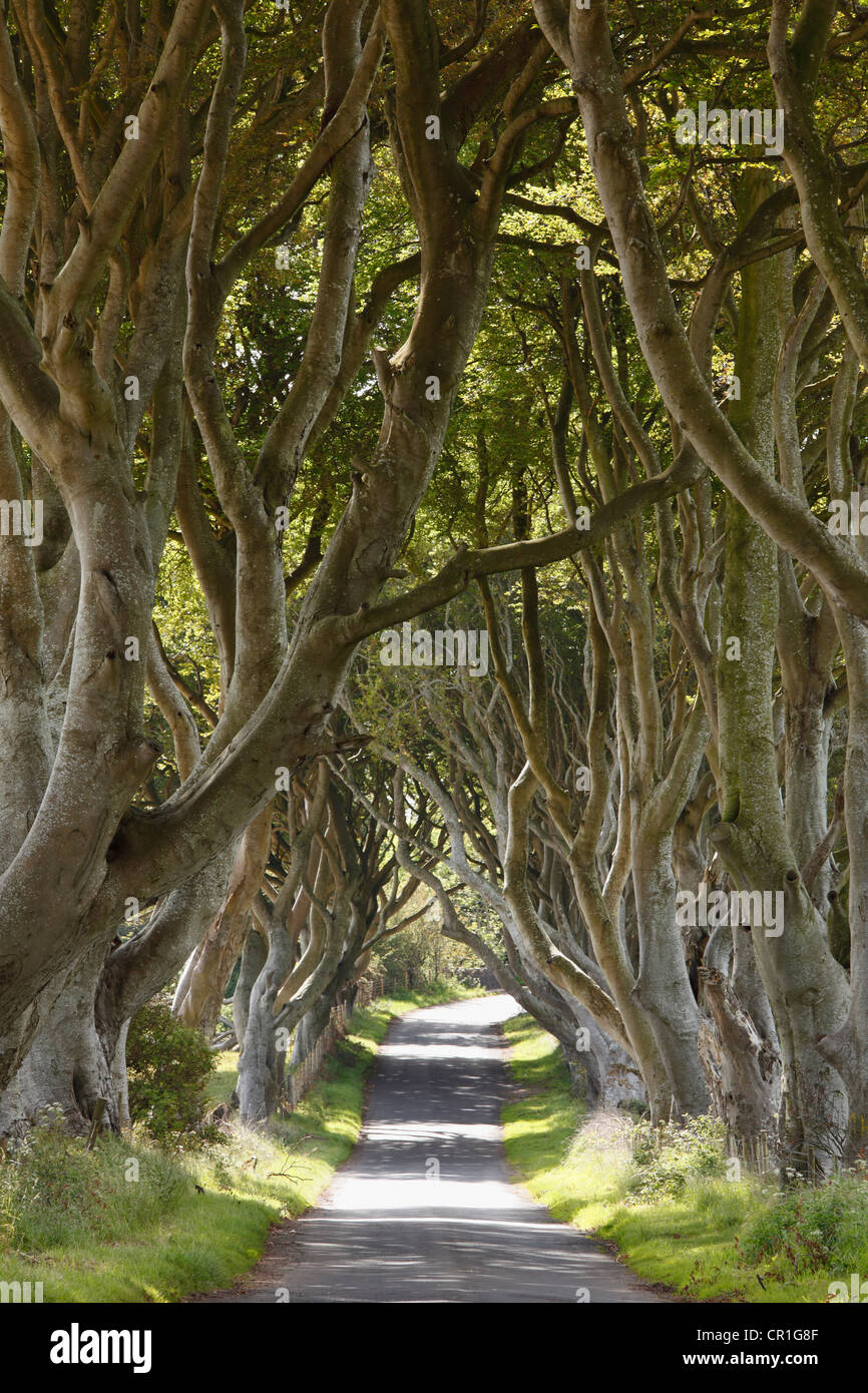 Dark Hedges, an avenue of Beech trees, Bregagh Road near Armoy, County Antrim, Northern Ireland, Great Britain, Europe Stock Photo