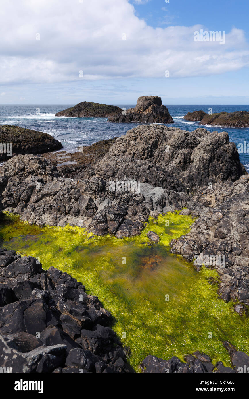 Rocky coastline with algae in Ballitoy, Antrim Coast, County Antrim, Northern Ireland, United Kingdom, Europe Stock Photo