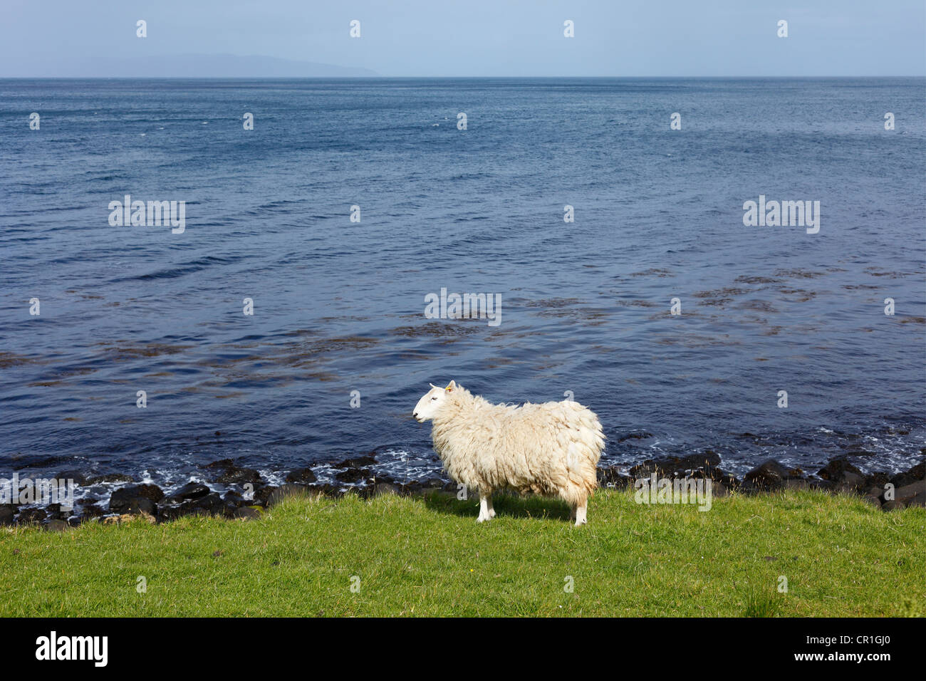 Sheep on the shore, Murlough Bay near Ballycastle, County Antrim, Northern Ireland, United Kingdom, PublicGround Stock Photo