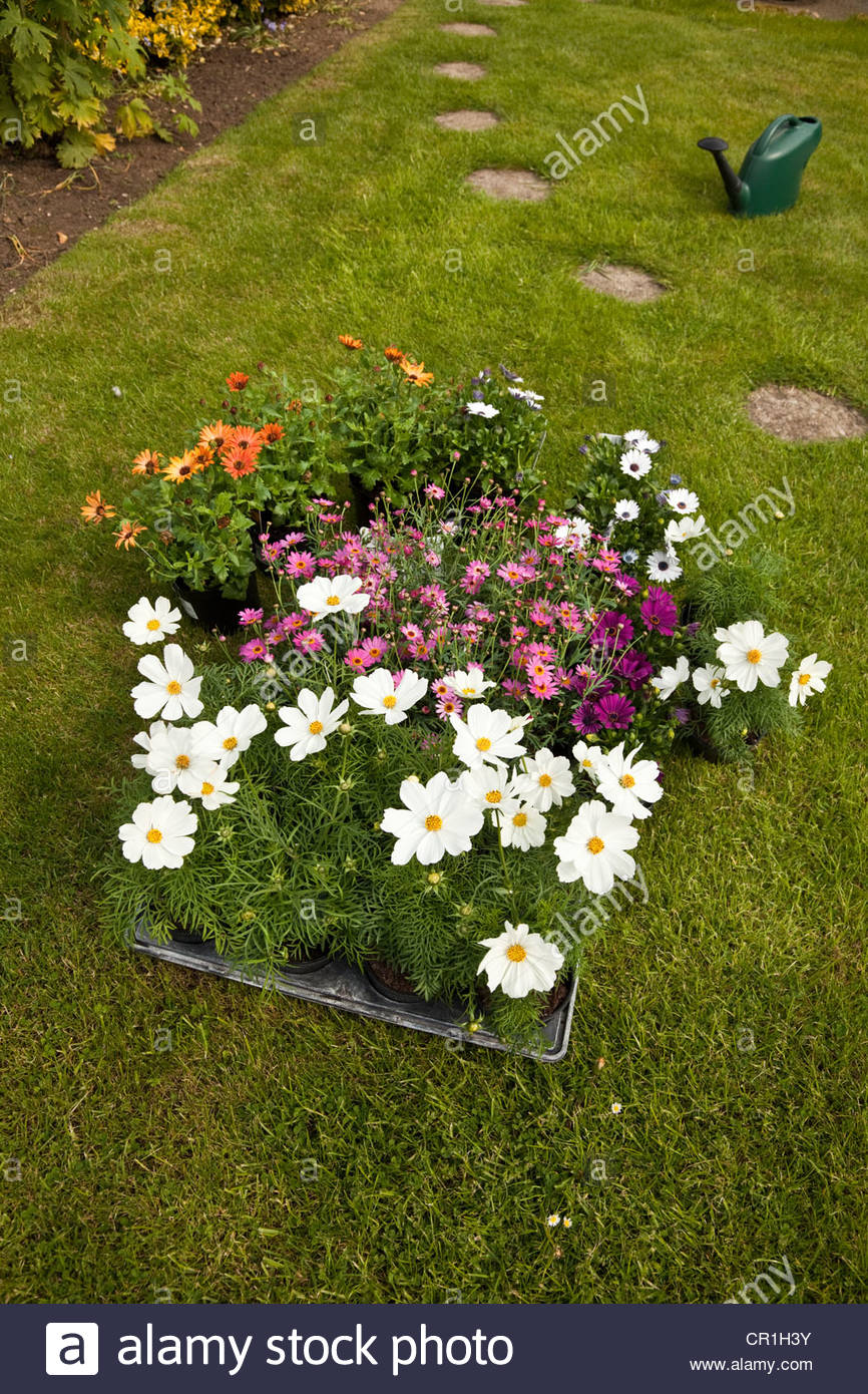 Annual Bedding Plants Stock Photos & Annual Bedding Plants Stock Images Alamy