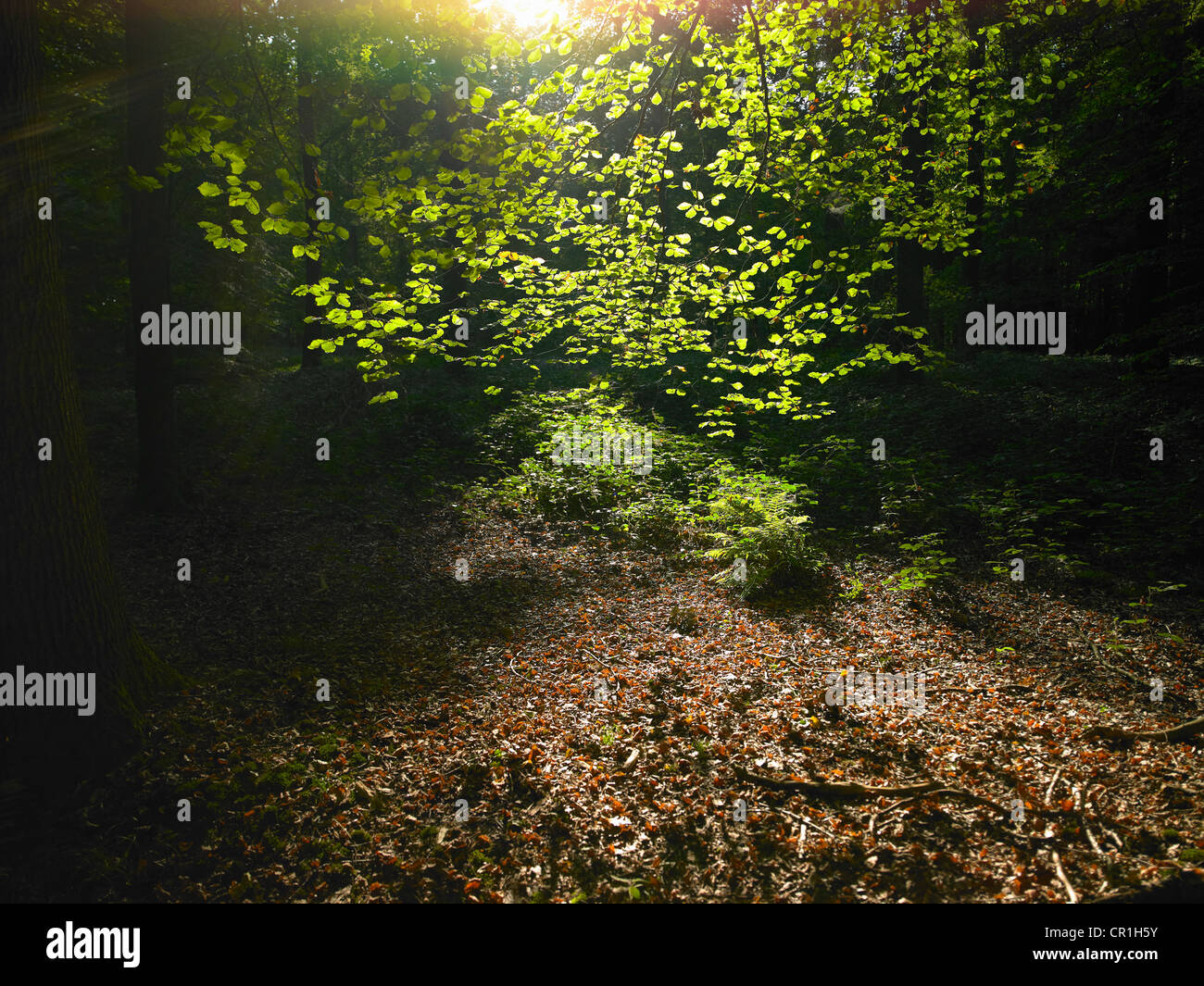 Sun shining through leaves in forest Stock Photo