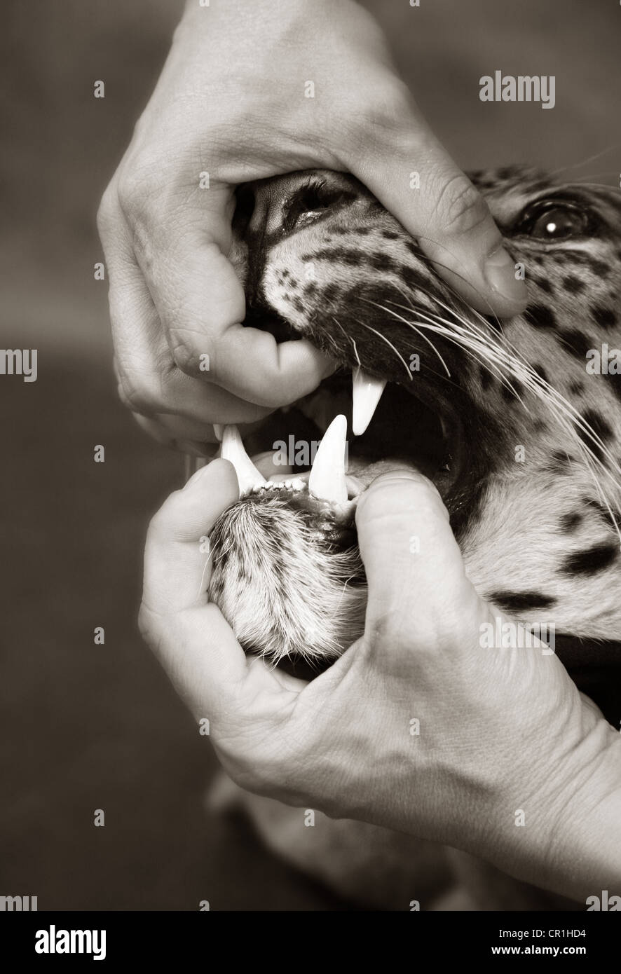 Furious leopard and man's hand close-up Stock Photo