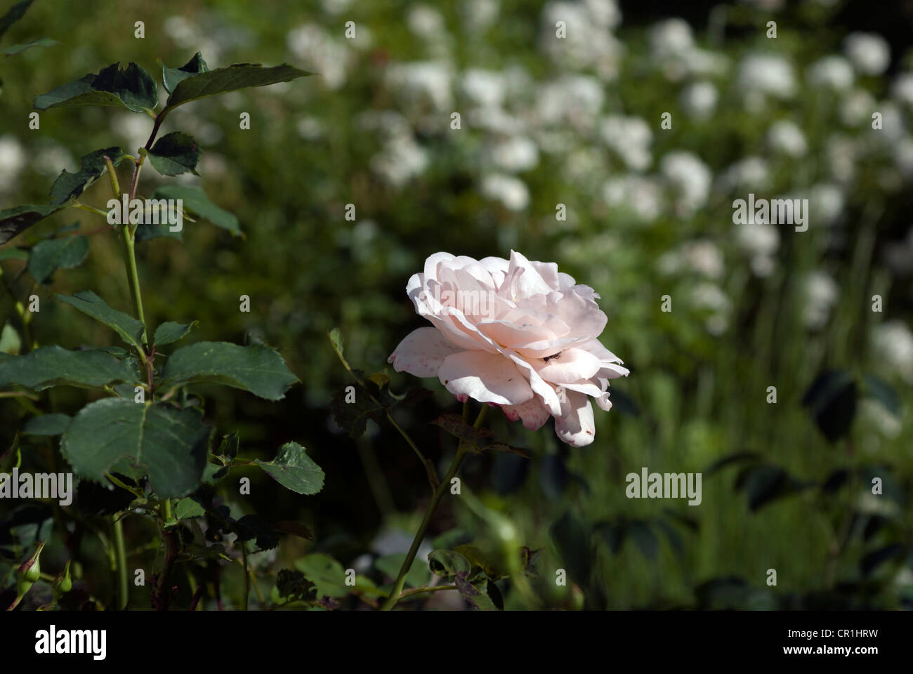 Rose rosary hi-res stock photography and images - Alamy