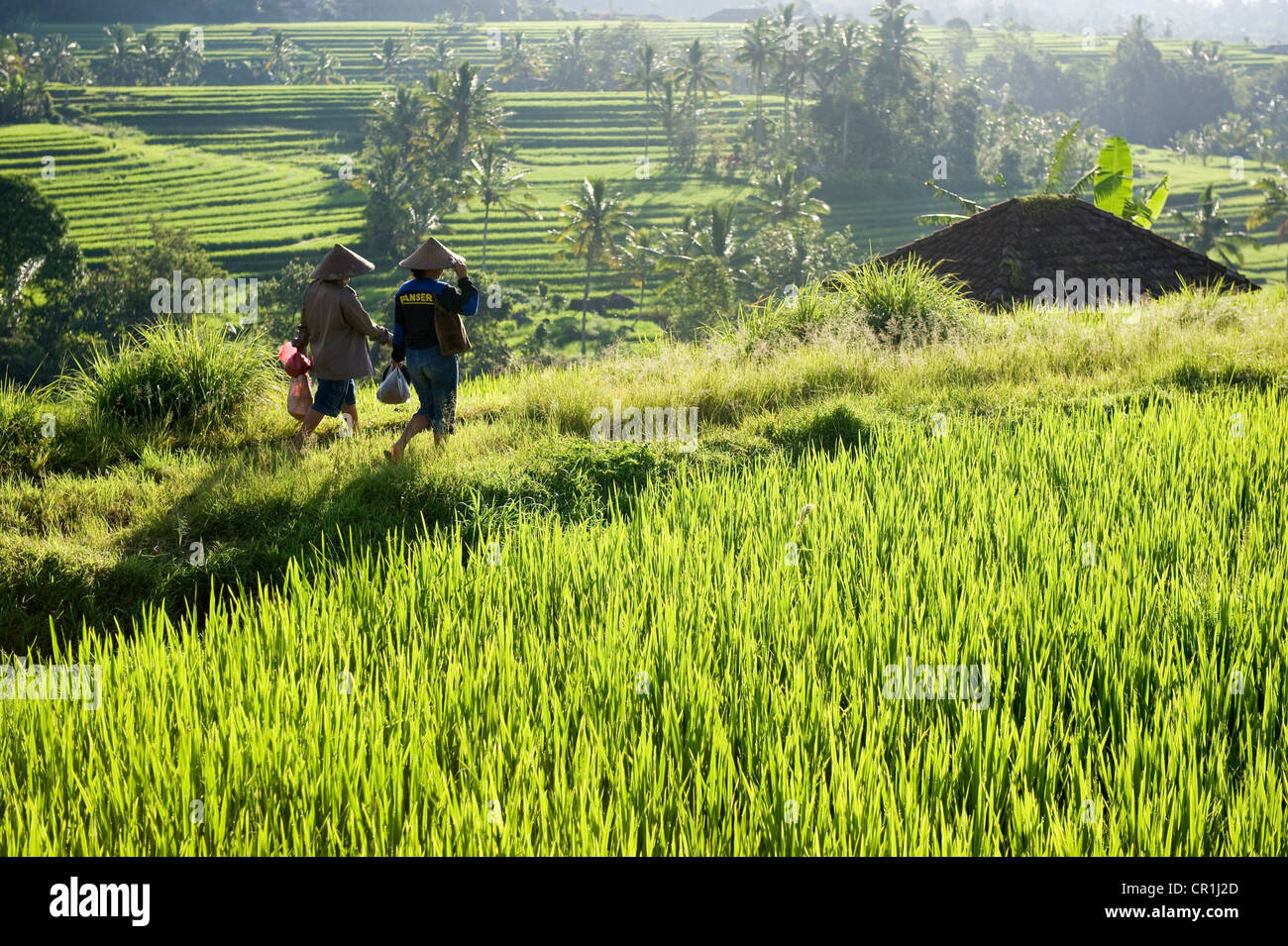 Indonesia, Bali, Subak irrigation system, UNESCO World Heritage, rice fields of Jatiluwih Stock Photo