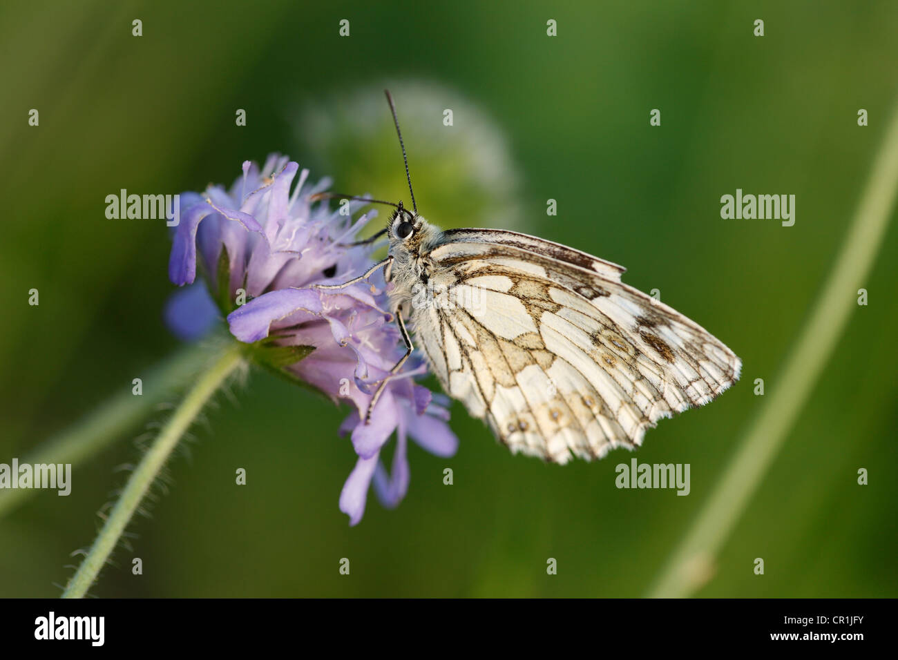 Marbled White (Melanargia galathea) butterfly, male, Franconian Switzerland, Bavaria, Germany, Europe Stock Photo