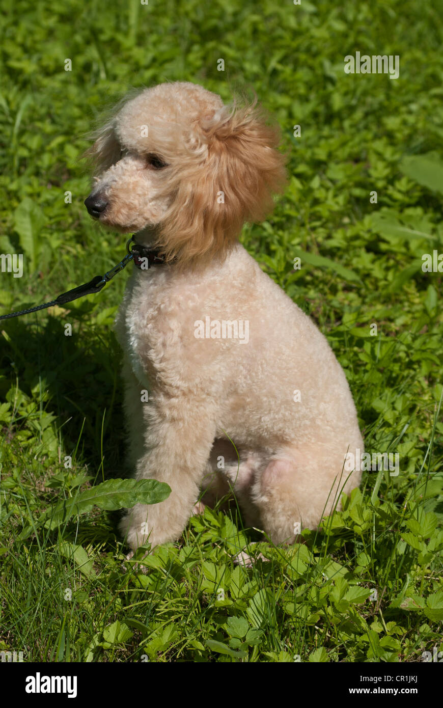 Peach poodle hotsell