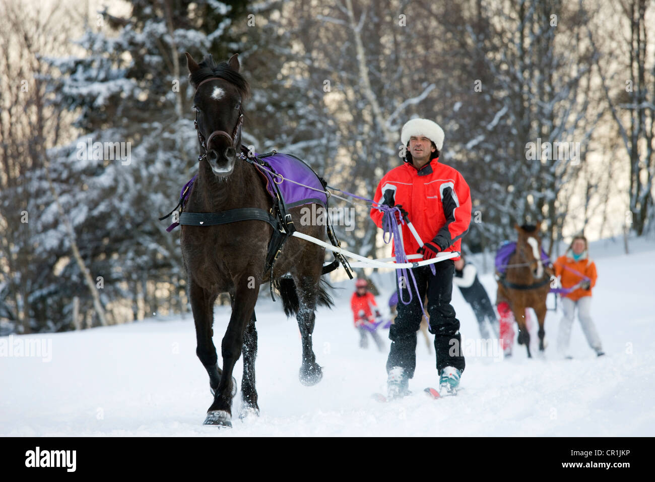 France, Savoie, la Feclaz, massif des Bauges, skijoring Stock Photo