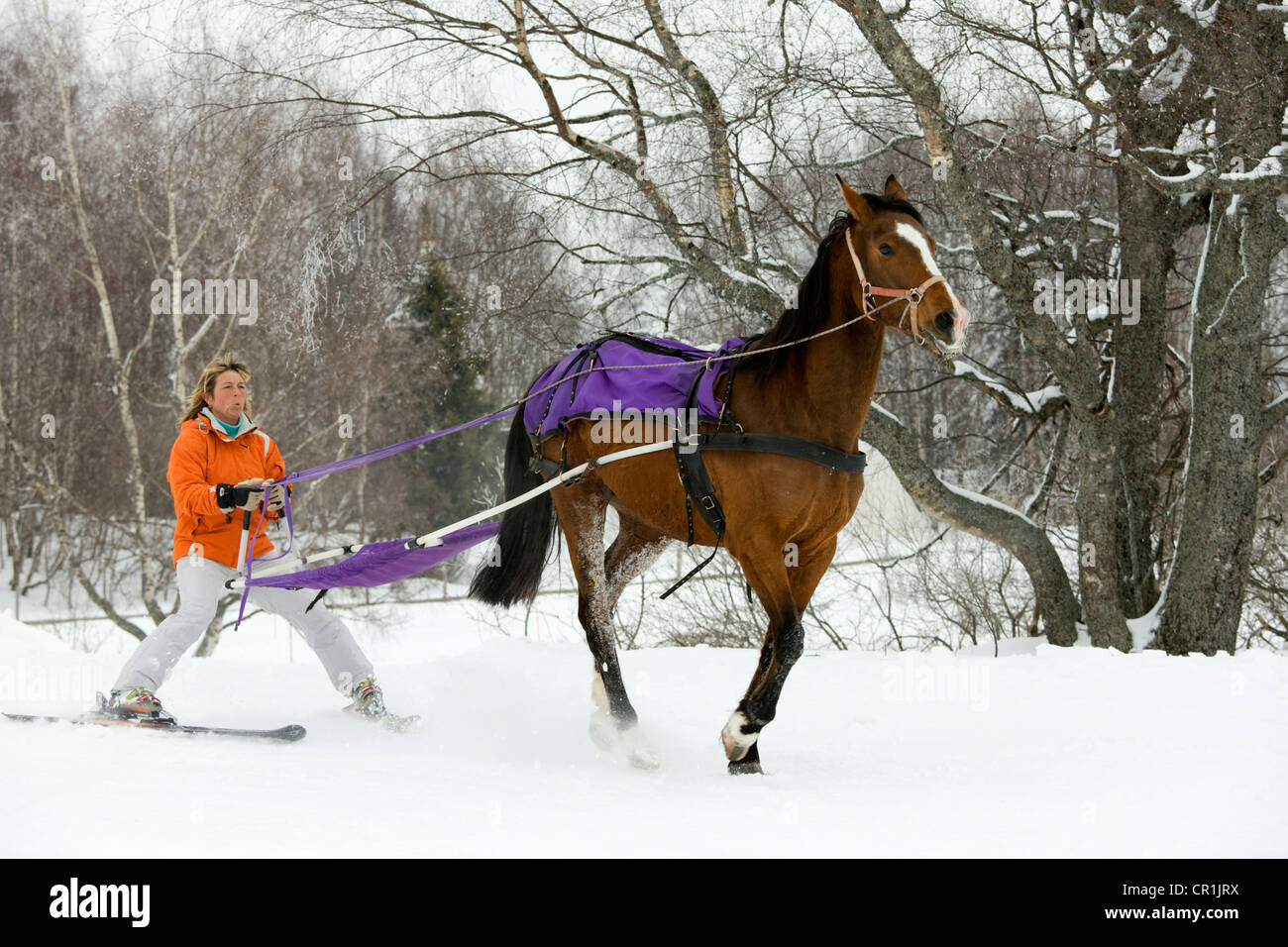 France, Savoie, la Feclaz, massif des Bauges, skijoring Stock Photo