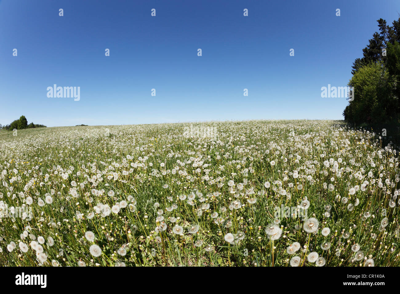 Meadow with dandelion seed heads, Herzogenreuth, Little Switzerland, Upper Franconia, Franconia, Bavaria, Germany, Europe Stock Photo