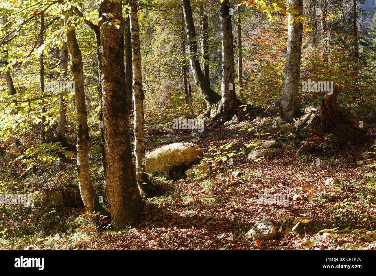 Autumnal mountain forest near Wildbad-Kreuth, Tegernsee Valley, Upper Bavaria, Bavaria, Germany, Europe, PublicGround Stock Photo